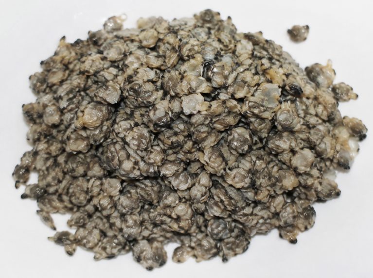 太平洋三倍体生蚝苗批量供应